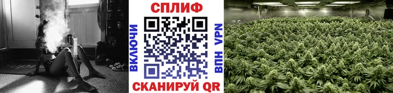 Каннабис план Беломорск